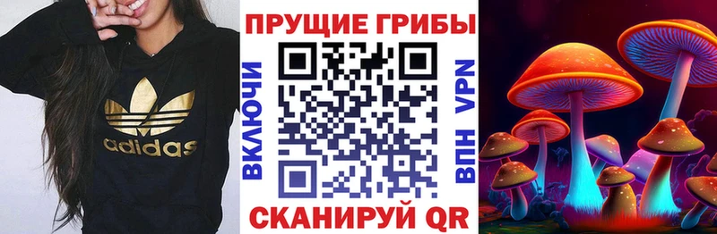 Псилоцибиновые грибы Cubensis  Новодвинск 